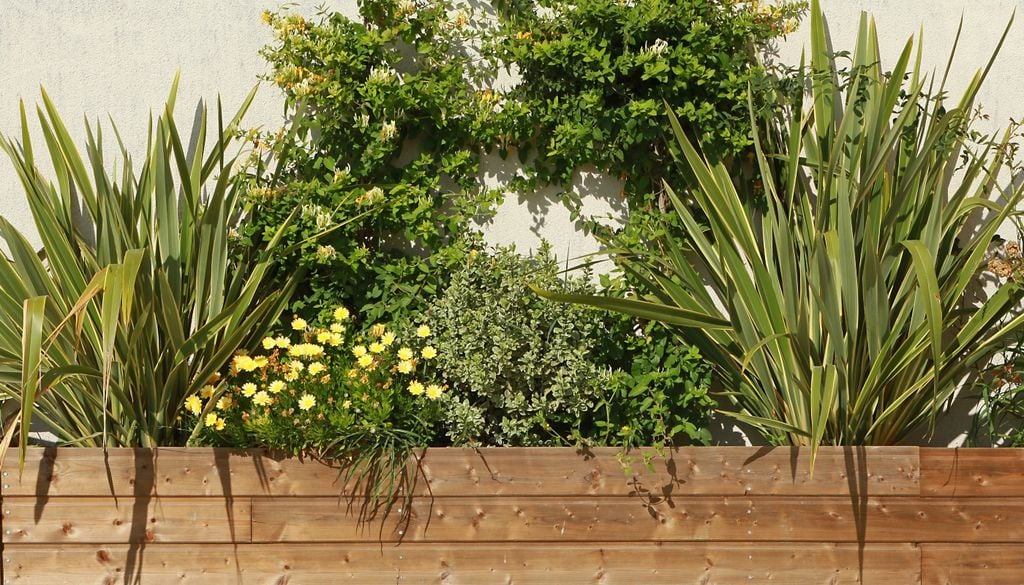 plantas Es de fácil cultivo tanto en tierra firme como en macetas grandes y profundas.