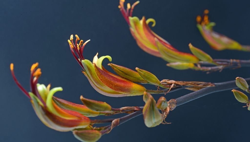 plantas Sus flores tubulares cargadas de néctar suman biodiversidad al espacio exterior.