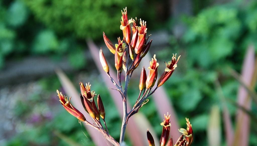 plantas Al alcanzar la madurez, emite tallos florales que atraen colibríes y abejas en primavera.