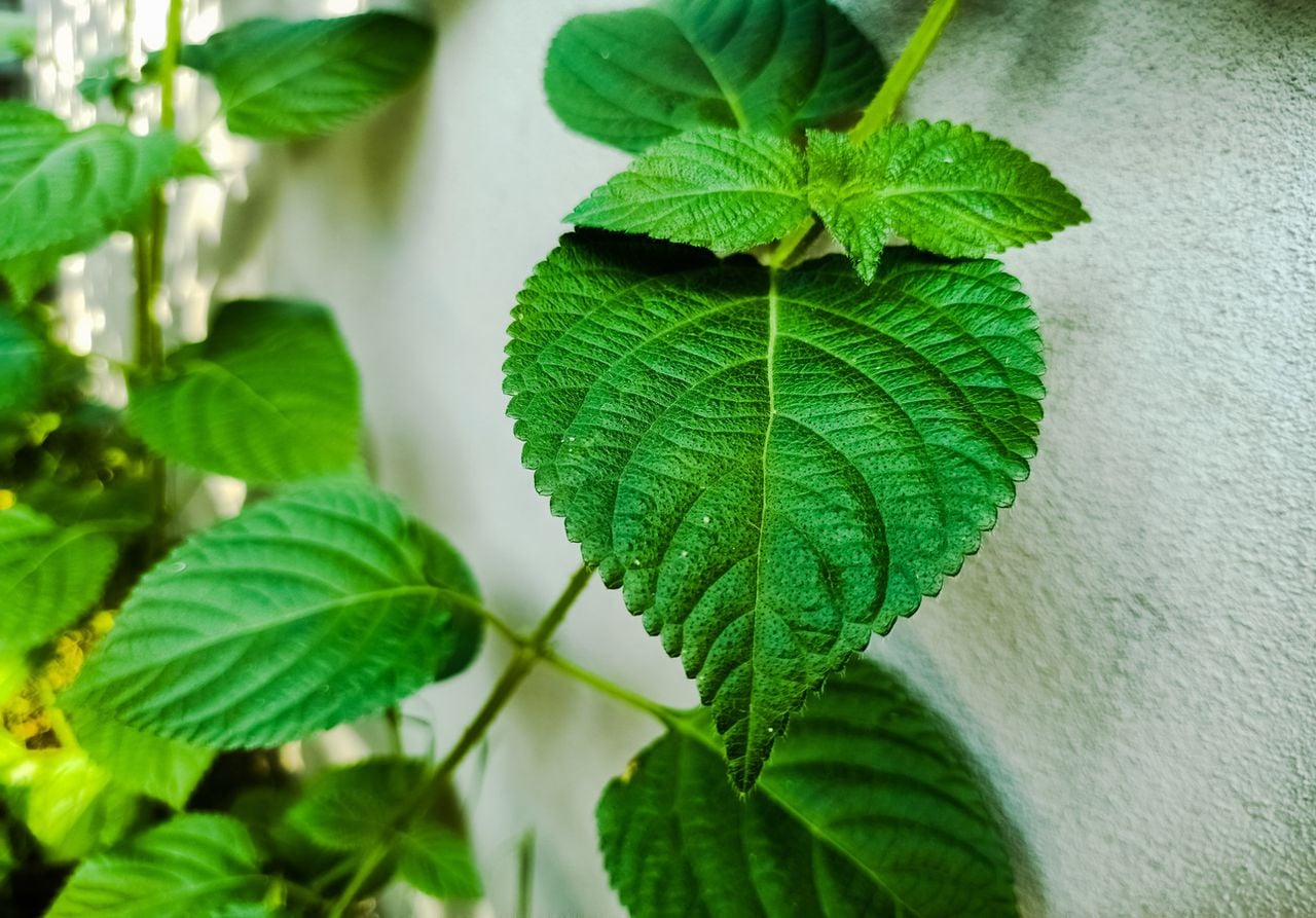 A pesar de su apacible apariencia, no te fíes de Dendrocnide moroides