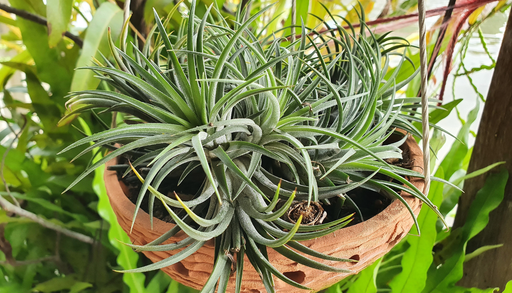 La planta pulpo tambi&eacute;n sufre en interiores: se estropea muy f&aacute;cilmente con estos errores