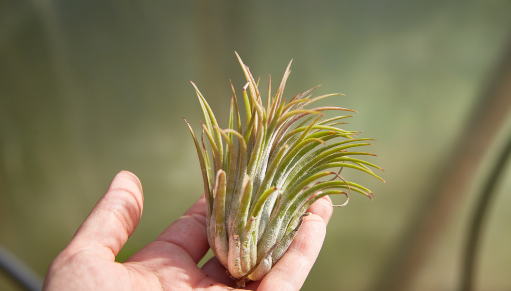 Esta planta pertenece a la familia de las bromelias, al igual que la piña, es por eso que su forma se asemeja mucho a la corona de este fruto.