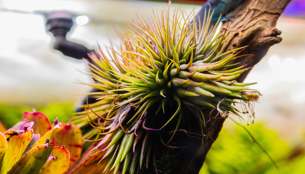 Sumergirla en agua durante 15 a 20 minutos y después colocarla boca abajo para eliminar el exceso de agua es la mejor manera de regarla.