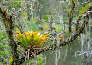 La planta que crea su propio mini-ecosistema: así recolecta agua la bromelia sin tocar el suelo