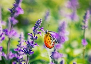 La planta que da una explosión de color en otoño y atrae mariposas y colibríes