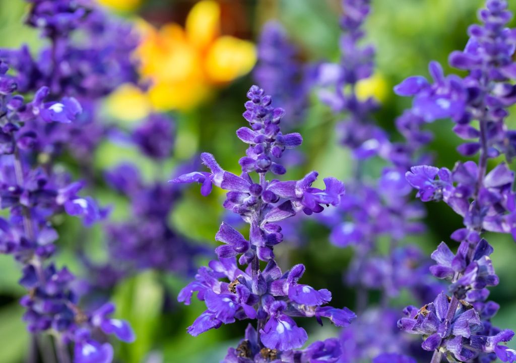 salvia