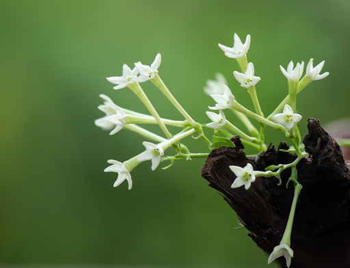 La planta que florece de noche y perfuma las terrazas en verano