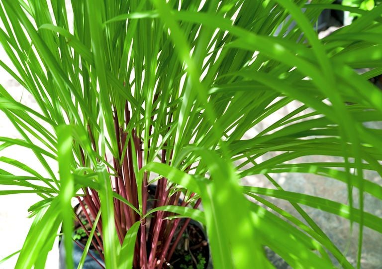 La planta que huele a limón, espanta insectos y crece fácil en maceta