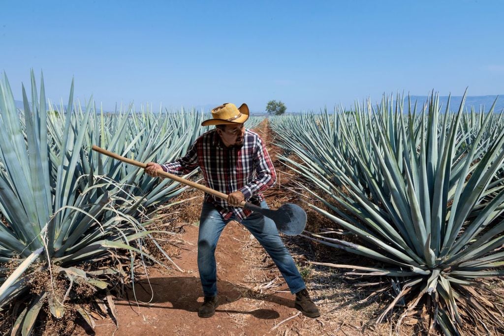 La Jima es un proceso tradicional de corte de las pencas del agave con una herramienta llamada coa.