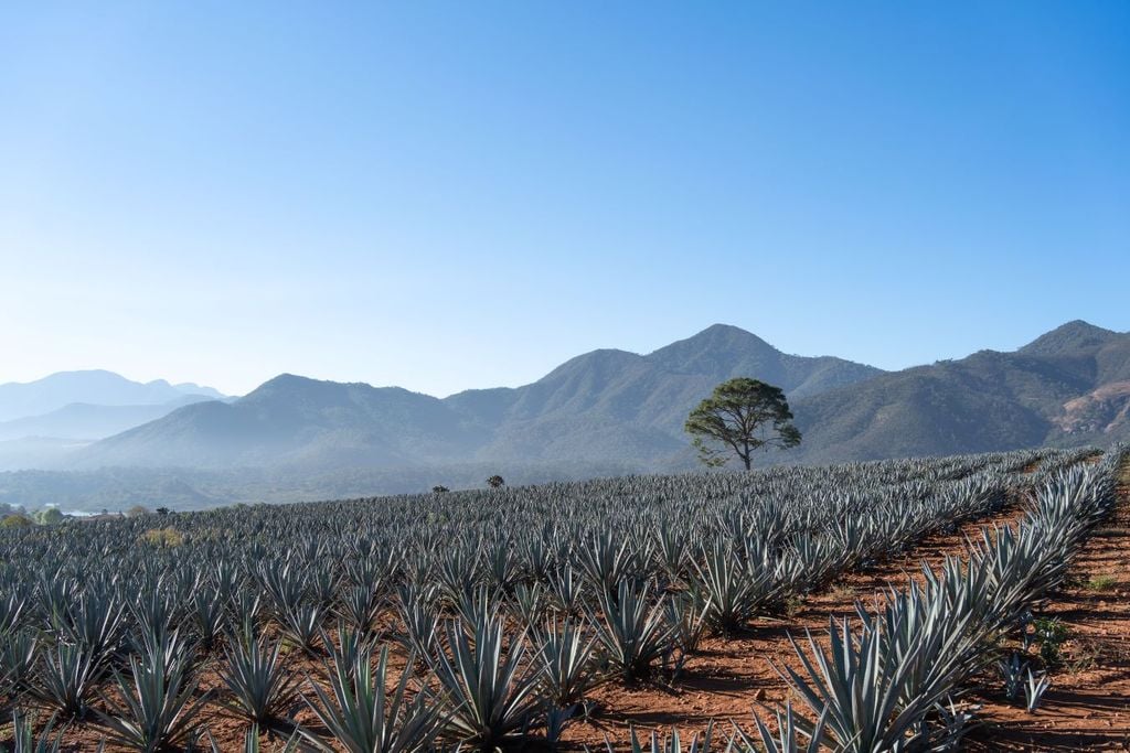 Esta planta pertenece a la familia de las agaváceas y al género agave.