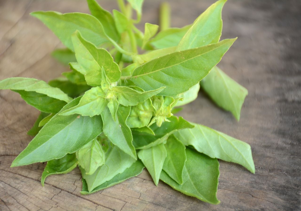 La albahaca, una aromática todoterreno para cultivar en maceta y un gran repelente contra mosquitos