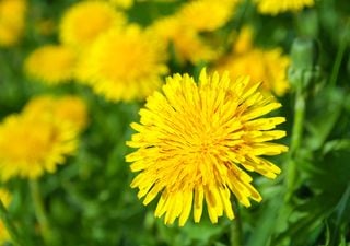 La planta silvestre que crece en el jardín que por nada del mundo debes arrancar