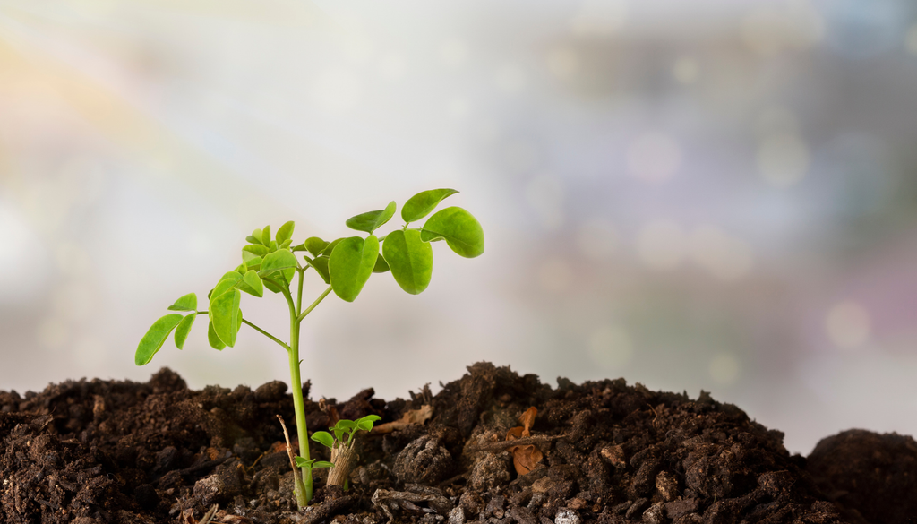 La moringa puede crecer muy rápido en climas cálidos, por eso la poda es más importante que la maceta bonita. La moringa puede crecer muy rápido en climas cálidos, por eso la poda es más importante que la maceta bonita.