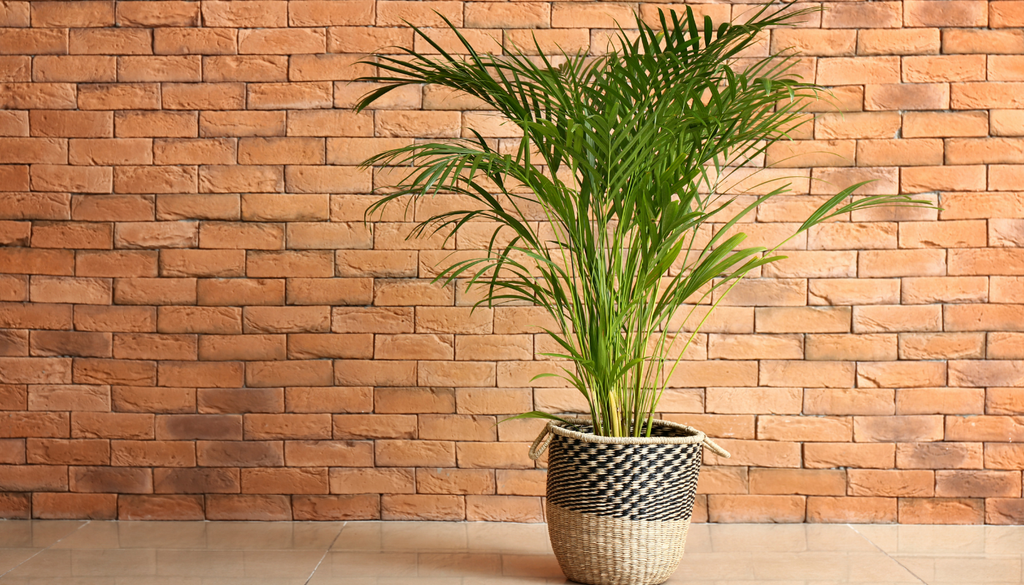Su nombre científico aceptado es Chrysalidocarpus lutescens, aunque todavía se le conoce comúnmente como Dypsis lutescens. Su nombre científico aceptado es Chrysalidocarpus lutescens, aunque todavía se le conoce comúnmente como Dypsis lutescens.