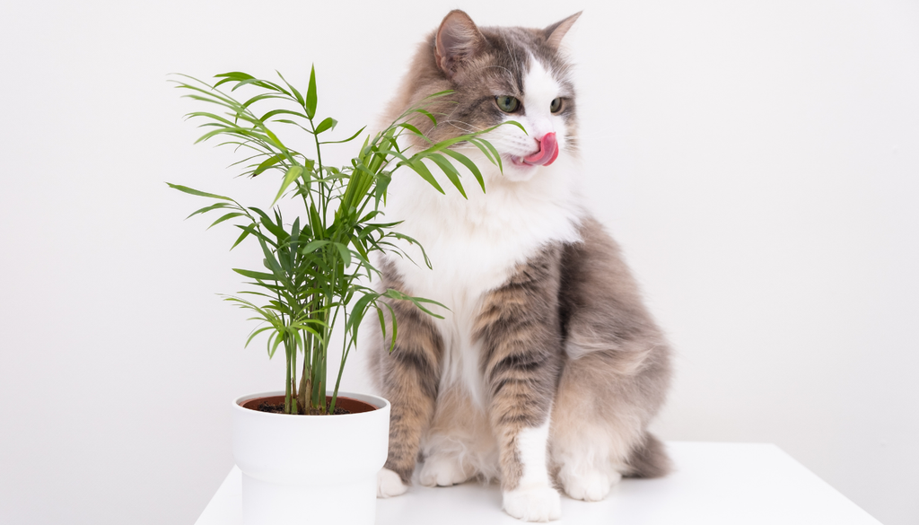 Aunque la palma areca no es tóxica para perros ni gatos, es mejor evitar que las mascotas mastiquen sus hojas para no causarles molestias estomacales. Aunque la palma areca no es tóxica para perros ni gatos, es mejor evitar que las mascotas mastiquen sus hojas para no causarles molestias estomacales.