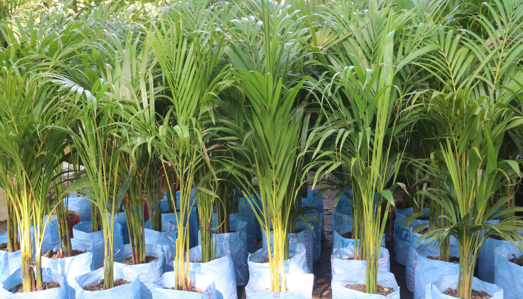 Aunque es muy común en viveros, la palma areca se encuentra amenazada en su hábitat natural de Madagascar. Aunque es muy común en viveros, la palma areca se encuentra amenazada en su hábitat natural de Madagascar.