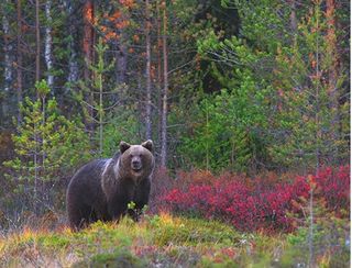 La población de osos pardos en la cordillera Cantábrica podría reducirse a la mitad en los próximos 50 años