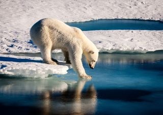 La población de osos polares se redujo en un 50 % debido al deshielo y la dificultad para acceder al alimento 