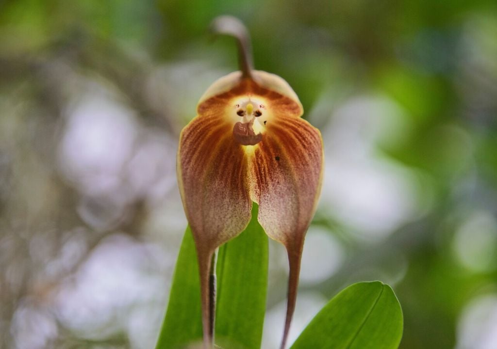 Orquídea cara de mono Orquídea cara de mono