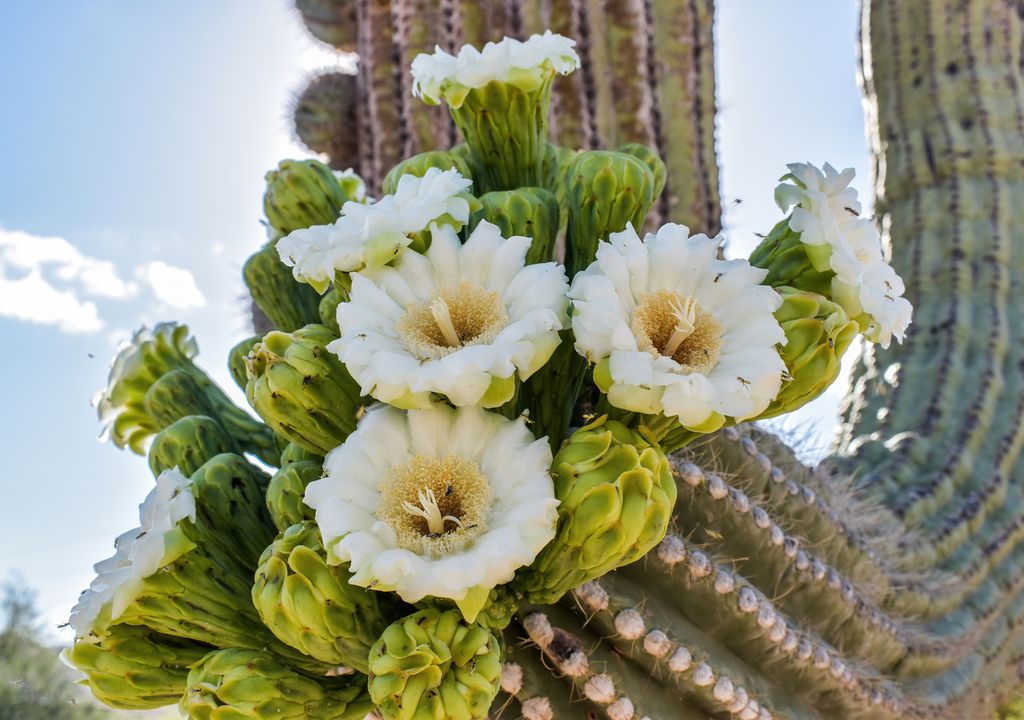 Saguaro flor Saguaro flor