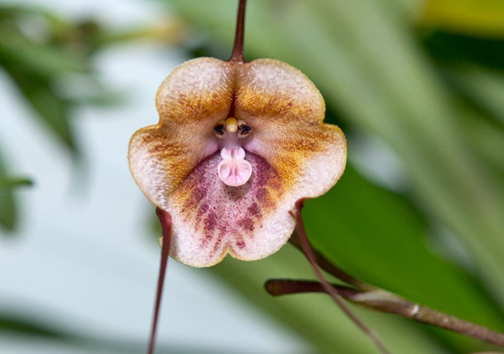 Flor de cara de mono