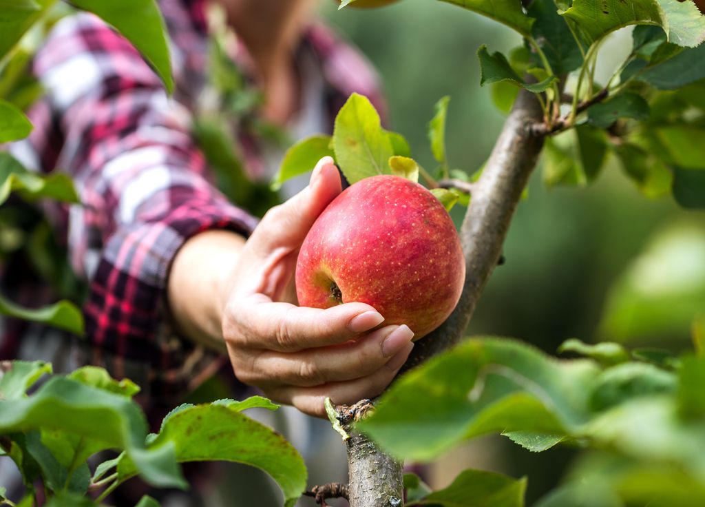 L'intégration de la pomme dans votre régime alimentaire peut contribuer à vous maintenir en bonne santé !