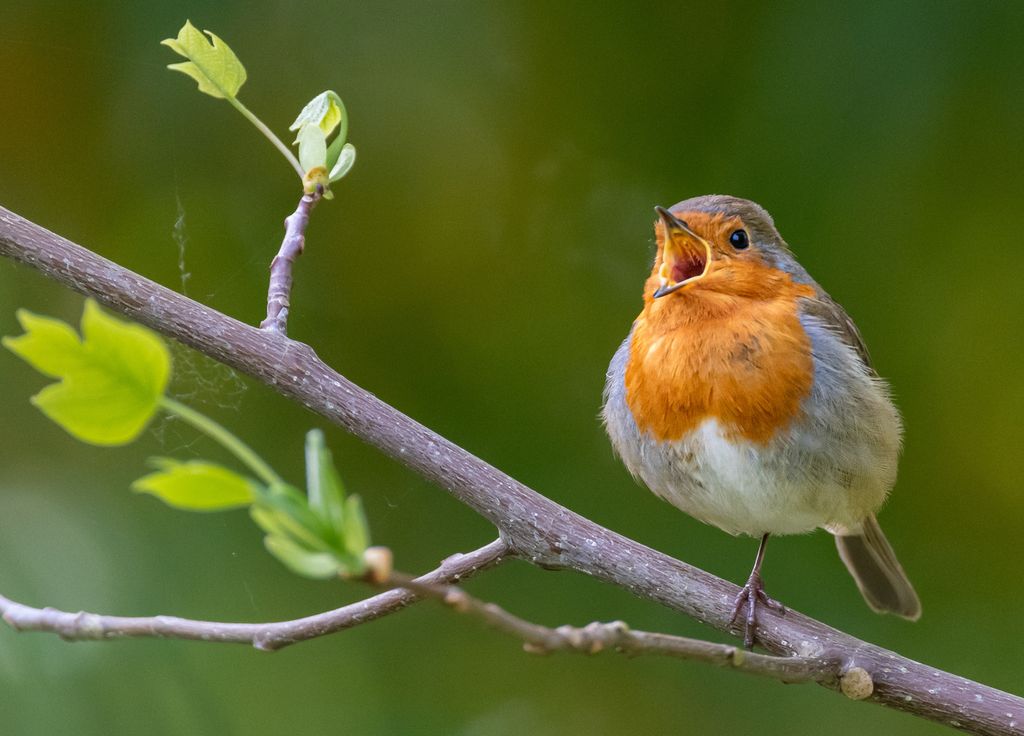 Les scientifiques ont observé que le nombre d’oiseaux insectivores était inférieur de 12 % sur les sites traités aux pesticides.