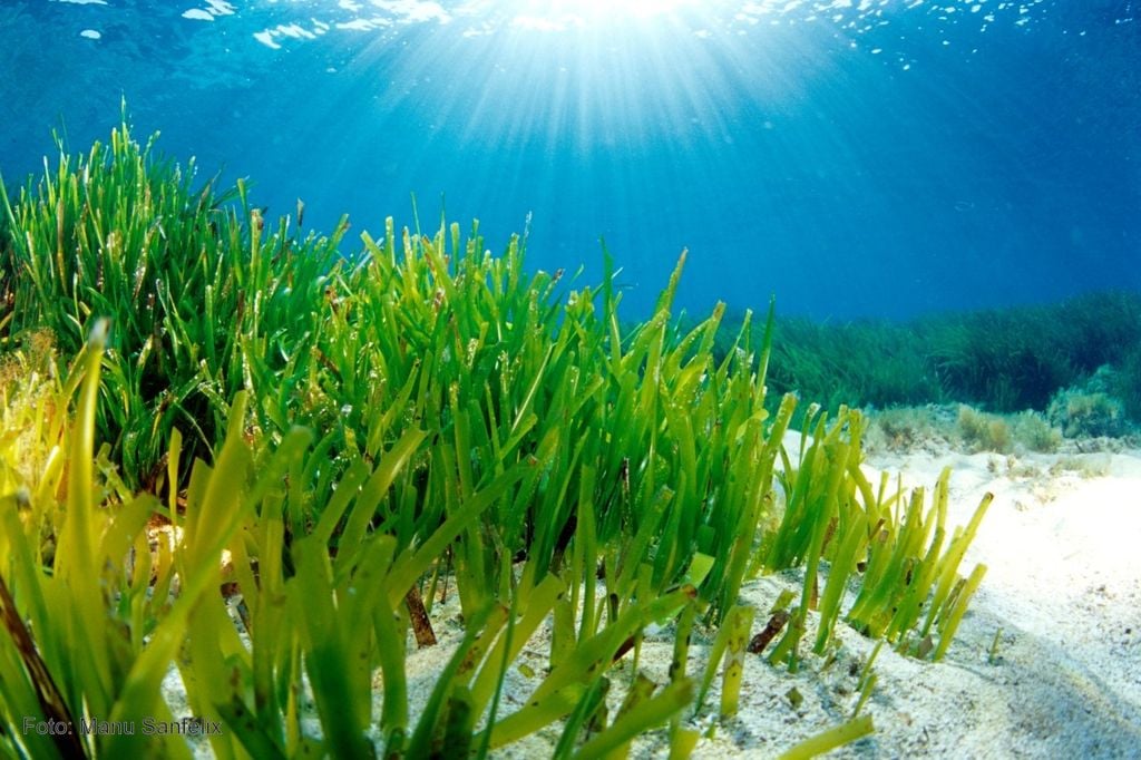 La 'Posidonia oceánica' está en regresión desde hace medio siglo