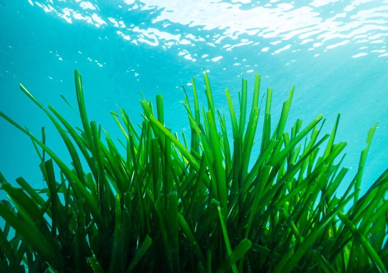 Non si tratta di un’alga, bensì una pianta, appartenente alla famiglia delle Posidoniaceae. Come tutte le piante è dotata di radici, fusto e foglie.