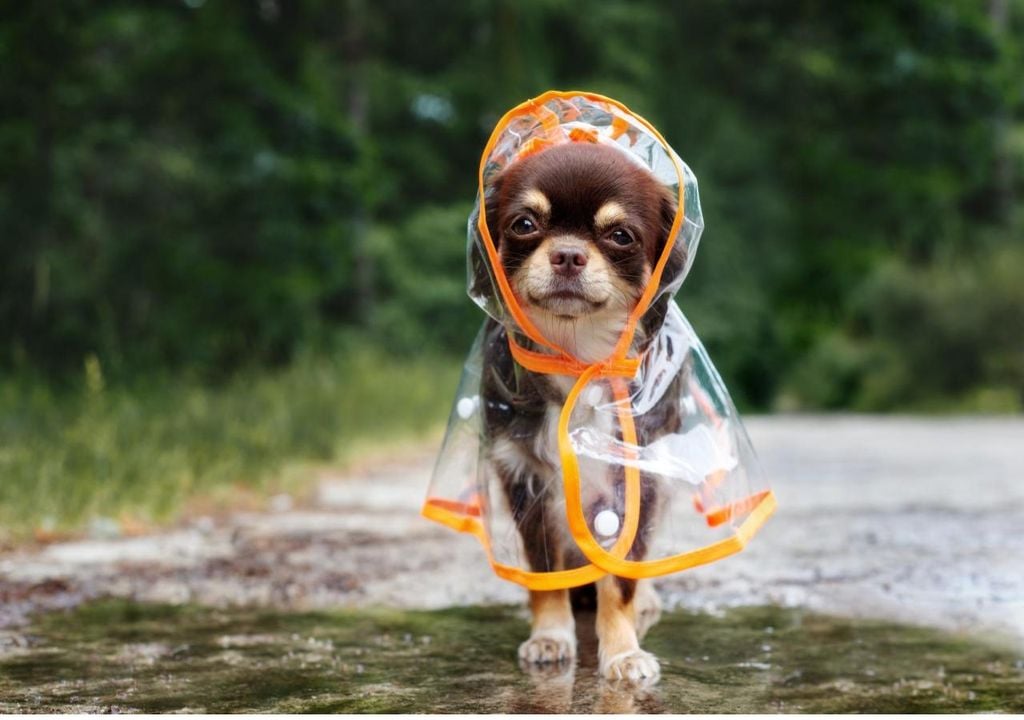 Perro paseando bajo la lluvia