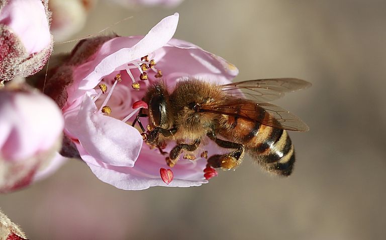 Bienen sagen Wetter voraus Bienen sagen Wetter voraus