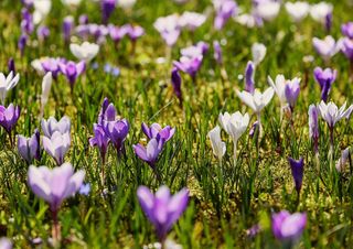 Esplode la primavera anticipata