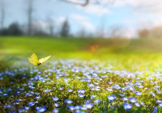 La primavera desplazará al invierno esta semana: ¿se queda?