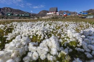 La primavera llega antes en las regiones polares que en el resto de la Tierra