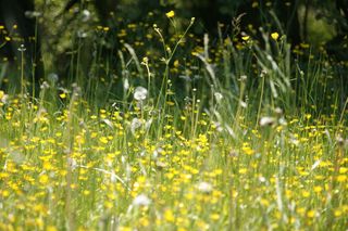 Primavera moderada: malos tiempos para los alérgicos al polen