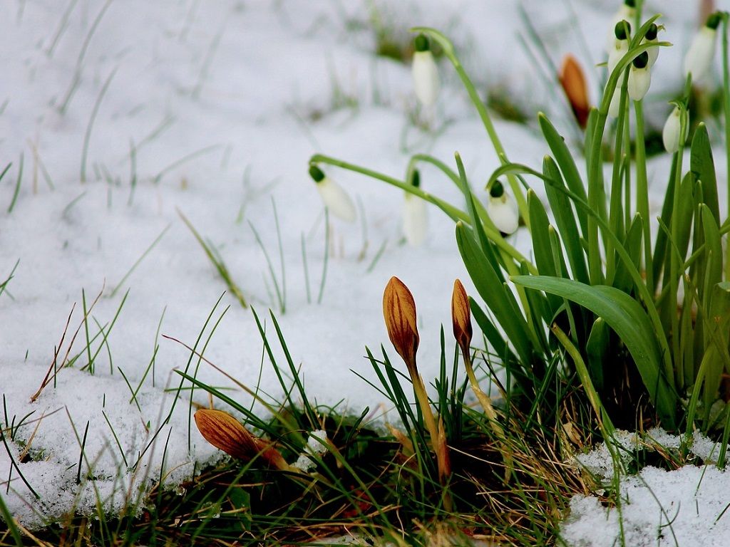 fiori-neve fiori-neve