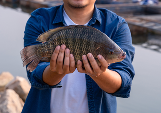 La primera Tilapia genéticamente editada en Brasil: Un salto en la acuicultura
