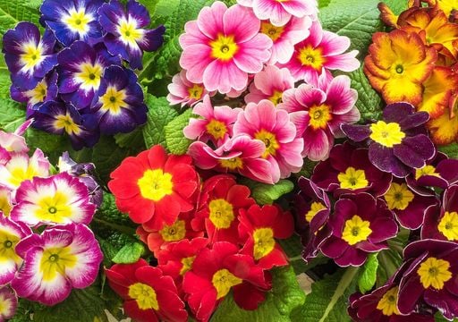 La Primula, il fiore che d&agrave; il benvenuto alla primavera
