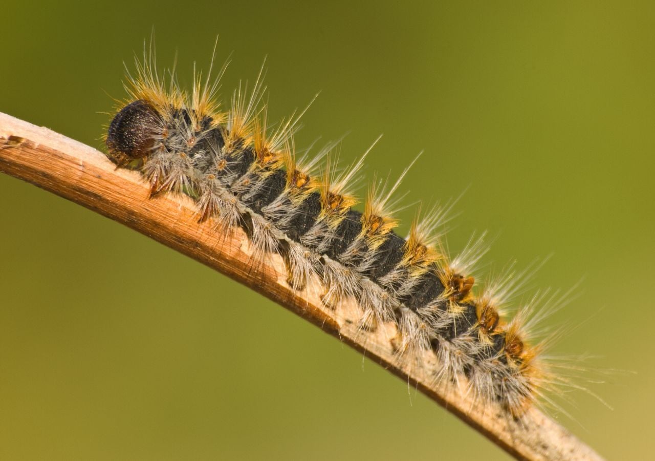 El aumento de las temperaturas medias y la reducción de los episodios de frío intenso alteran el ciclo biológico de esta especie