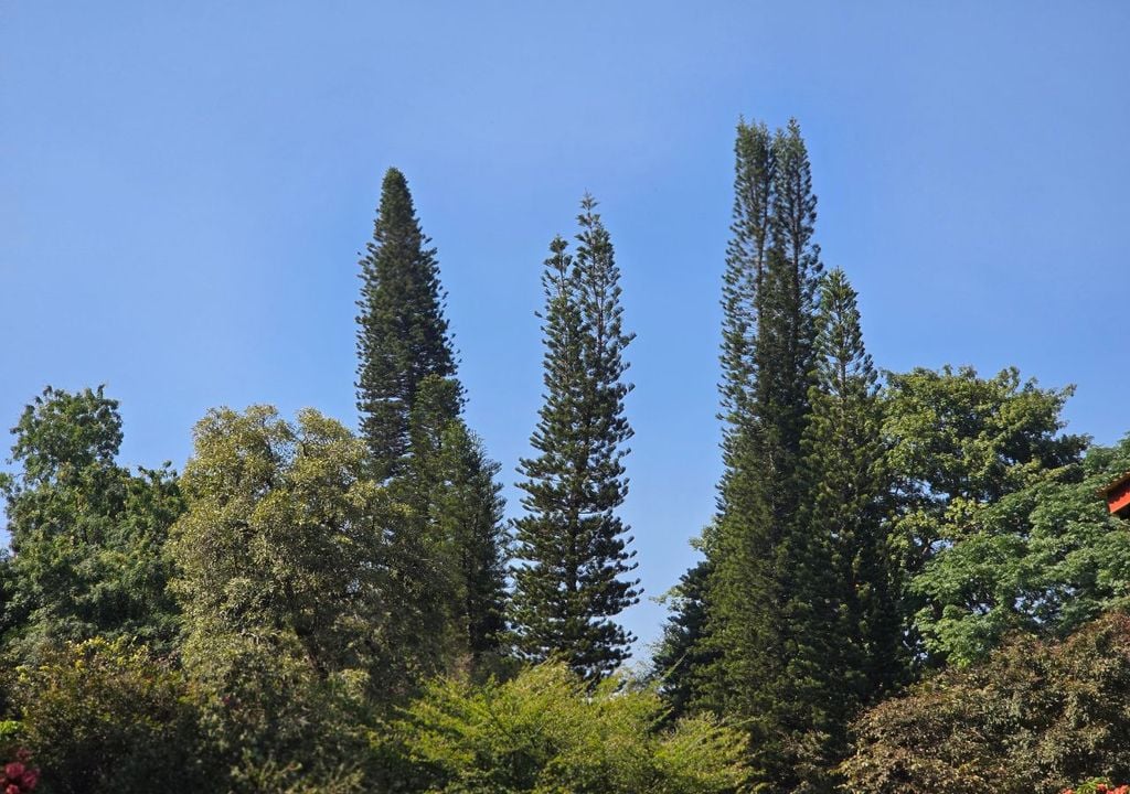Los pelos urticantes de la procesionaria contienen toxinas que pueden provocar reacciones alérgicas