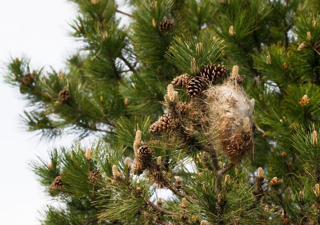 El calentamiento global está alterando los ciclos naturales