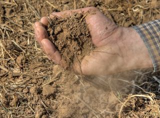 Sequía extrema arrasa con la producción agropecuaria este año, son retadoras las condiciones