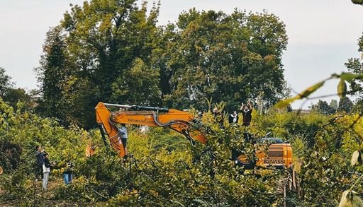 Dopo l'estate pi&ugrave; calda, a Reggio Emilia si cerca di salvare un bosco dall'abbattimento: al suo posto un supermercato
