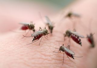 La razón por la que los mosquitos pican más a unas personas que a otras