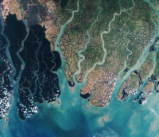 La red de los Sundarbans