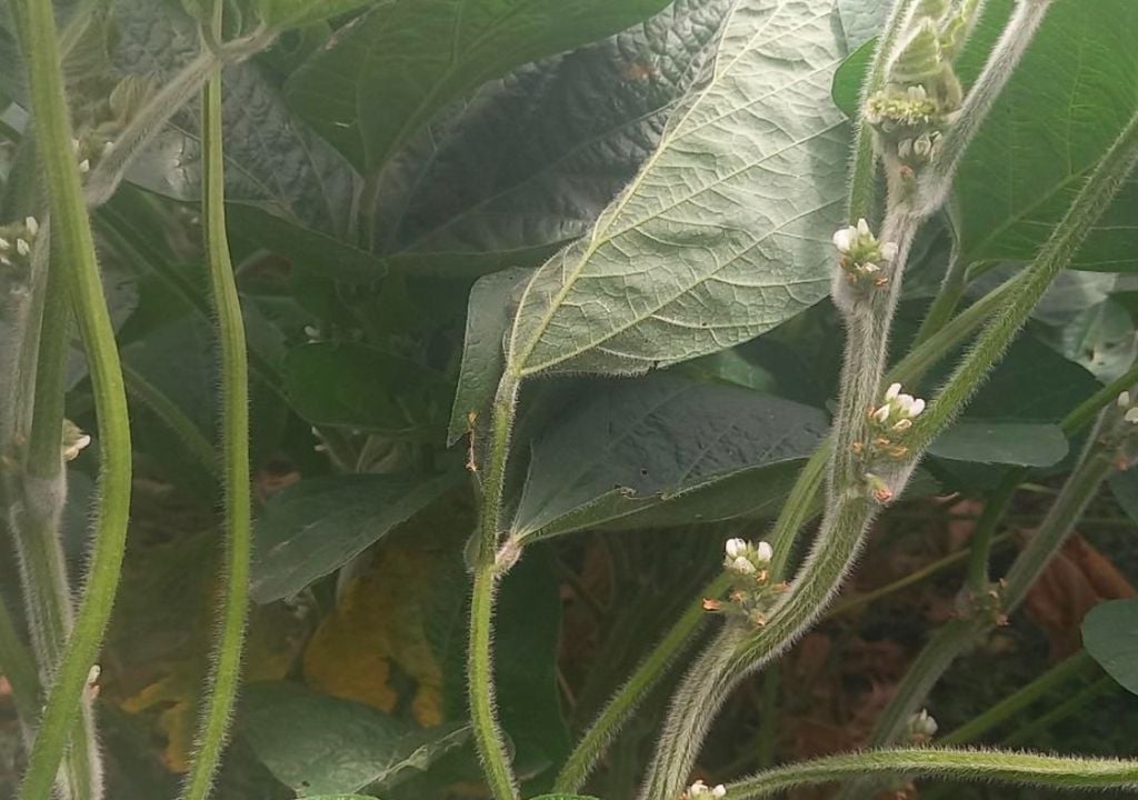 soja Lote con soja temprana (de primera), en etapa de floración, con muy buena disponibilidad de agua útil, en el norte del departamento San Jerónimo, Santa Fe. Gentileza: Bolsa de Comercio de Santa Fe.