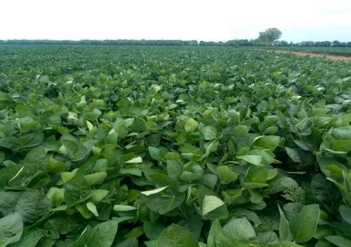 La regi&oacute;n n&uacute;cleo agr&iacute;cola bajo presi&oacute;n: d&oacute;nde falt&oacute; lluvia, qu&eacute; lotes ya recortan rinde y cu&aacute;ndo podr&iacute;a cambiar el clima