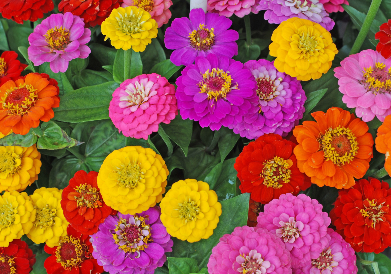 Hoy existen más de 20 especies dentro del género Zinnia, y una gran cantidad de cultivares e híbridos adaptados a diferentes condiciones climáticas.