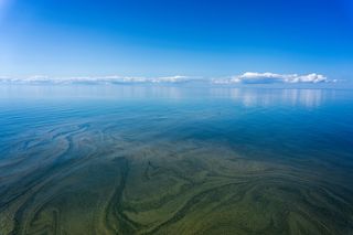 Pulmones submarinos de nuestro planeta