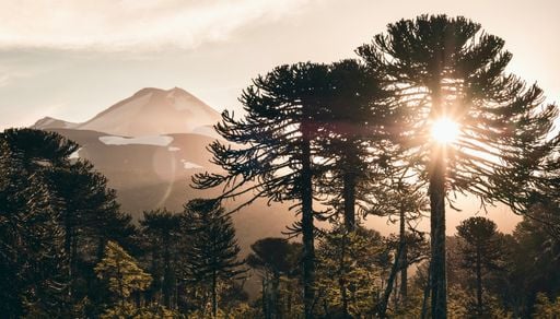 La ruta chilena donde los &aacute;rboles son f&oacute;siles vivientes est&aacute; en Conguill&iacute;o, un espectacular parque del sur de Chile